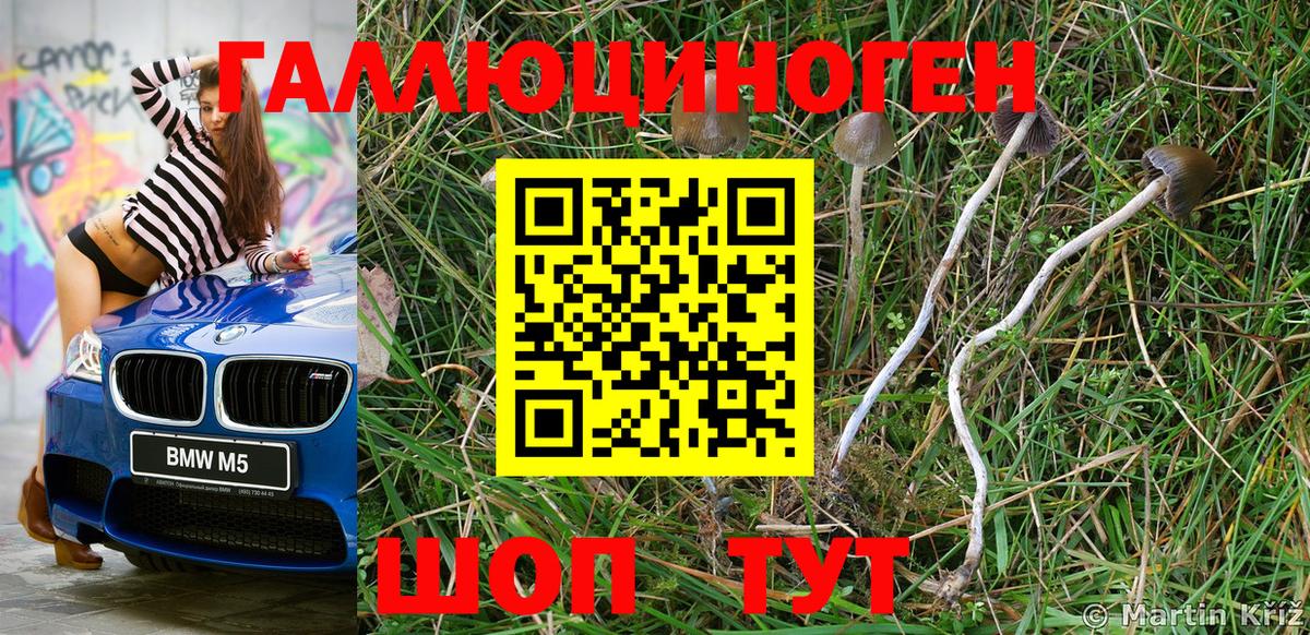 Галлюциногенные грибы Psilocybe Канаш